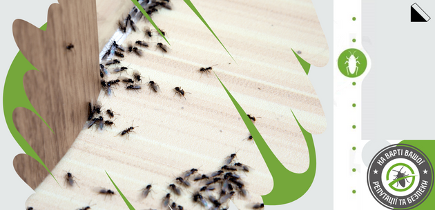 Секрети боротьби з мурахами в домі: ефективні методи та натуральні засоби