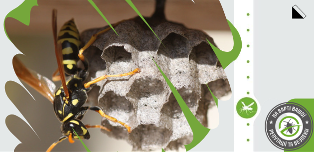 Як позбутися ос на дачі – перевірені способи боротьби з комахами