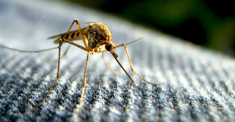 Що відбувається з комарами навесні?