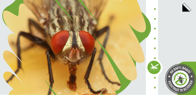 Чим небезпечні мухи: перелік небезпечних хвороб