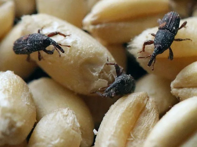 Черные жуки в доме как избавиться от летающих домашних жуков 23 фото