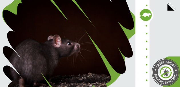 Как избавиться от крыс и мышей в доме и на участке