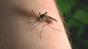 Механіка укусу комара