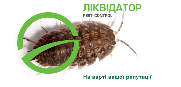Мокрица насекомое домашняя (56 фото) - красивые фото и картинки жк-вершина-сайт.рф