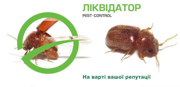 Тютюновий жук