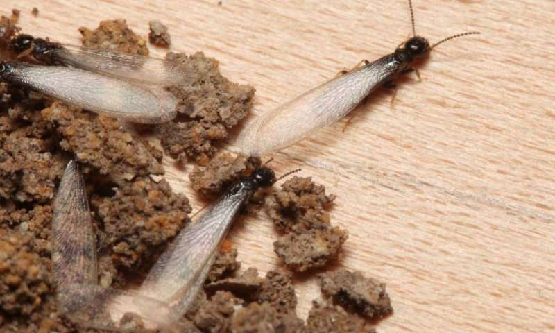 Остерігайтеся комах-шкідників, які можуть знизити вартість вашого будинку