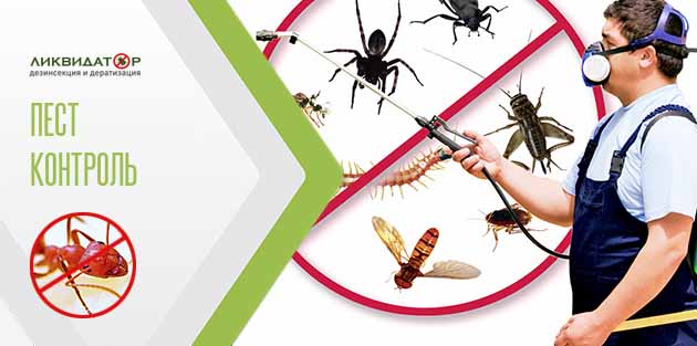 Пест контроль - надійний захист від комах і шкідників надовго!