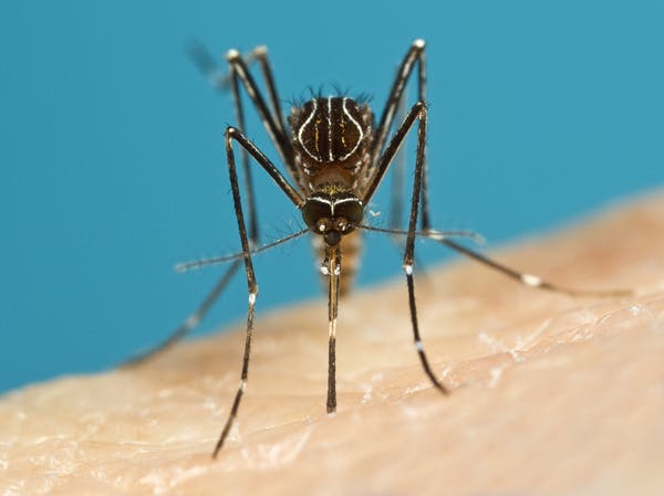 Чому комарі дзижчать?
