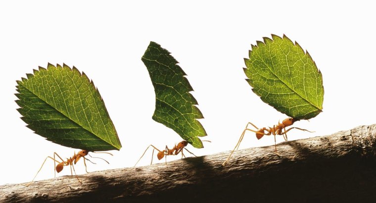 Чому мурахи та інші комахи так сильні?