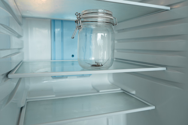 Як позбутися від тарганів в холодильнику?