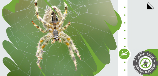 Як позбавитися від павуків в приватному будинку?
