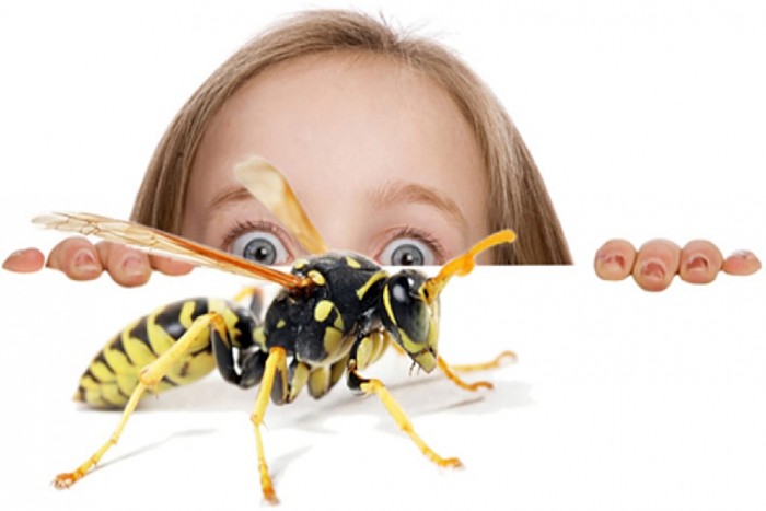 Що викликає фобію комах?
