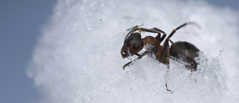 Чому комахи вторгаються в ваш будинок в холодну погоду?