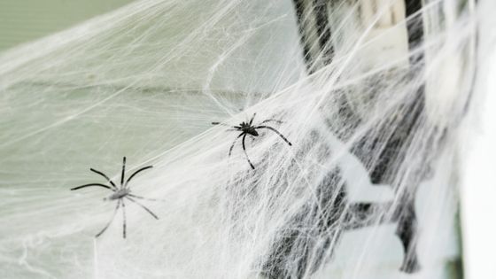 Что делать, если на кровати незнакомый огромный паук?