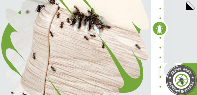 Як позбавитися від мурашок у квартирі?