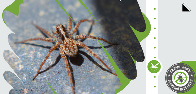 Домашние пауки: виды, питание и содержание домашних пауков на Exomania