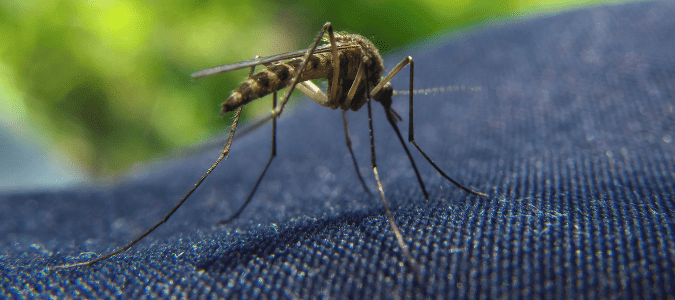 Чи можуть комарі прокусити одяг?