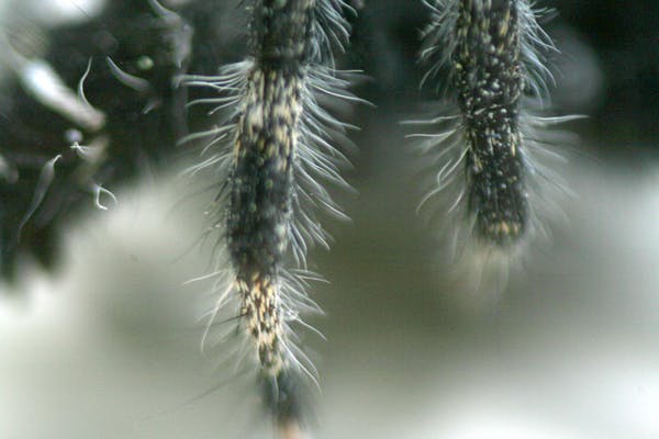 Чому у павуків волохаті ноги?