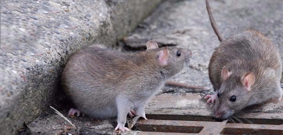 Запобігти появі щурів і мишей в будинку в ваших силах