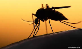 Вчені з'ясували, як мозок комара інтегрує сенсорні сигнали, щоб знайти господаря