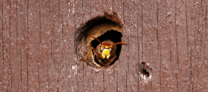 Ідентифікація гнізд бджіл та ос