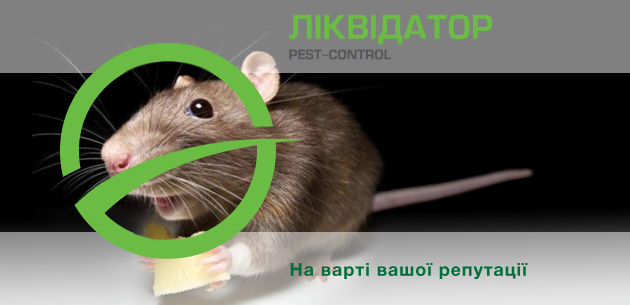 Как сделать крысиную приманку из концентрата