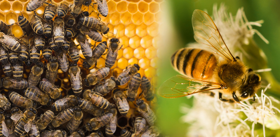 Правила допомоги при укусах бджоли