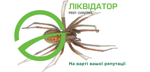 Что за пять пауков России, укуса которых стоит опасаться?