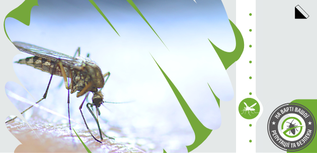 Алергії на укуси комах: симптоми та лікування