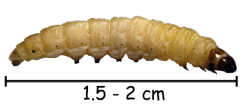 личинка моли.png личинка моли.png