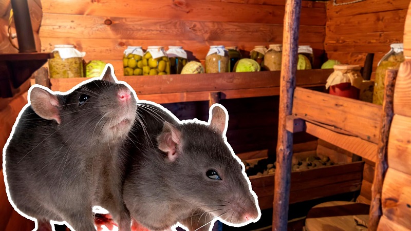 К чему появляются мыши в доме: народные приметы