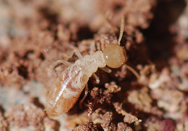 termity-3.jpg