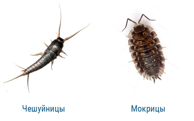 мокрица и чешуйница мокрица и чешуйница