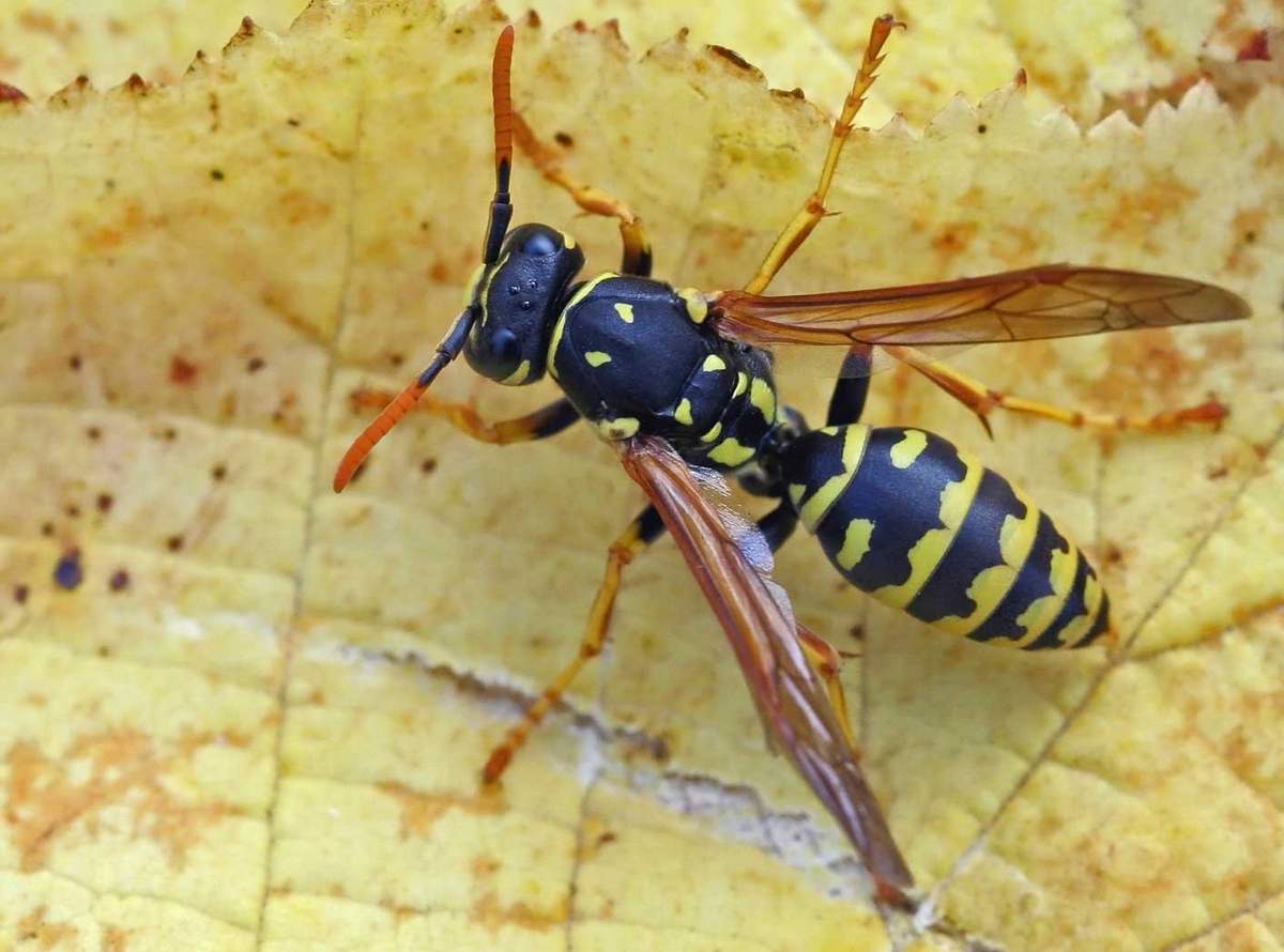 Осы и их страхи: эффективные способы отпугивания опасных насекомых