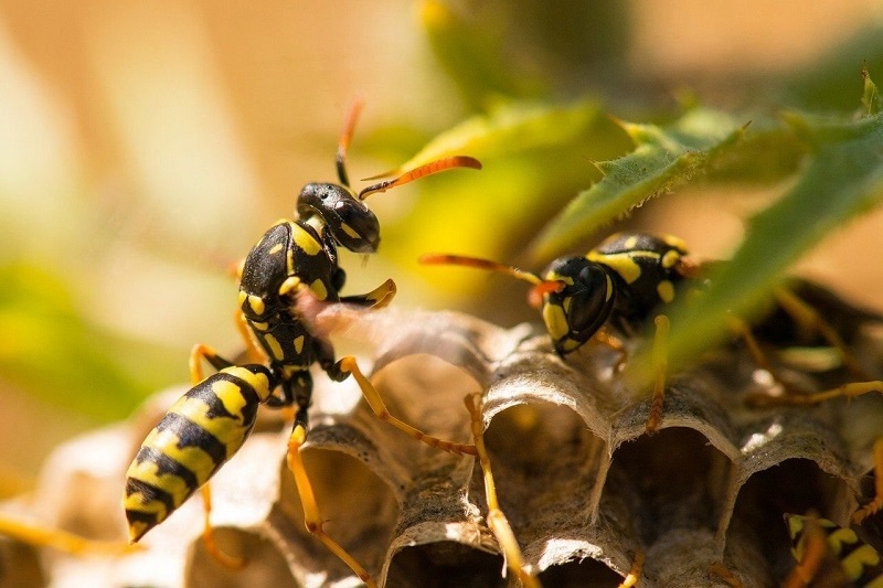 Осы и их страхи: эффективные способы отпугивания опасных насекомых