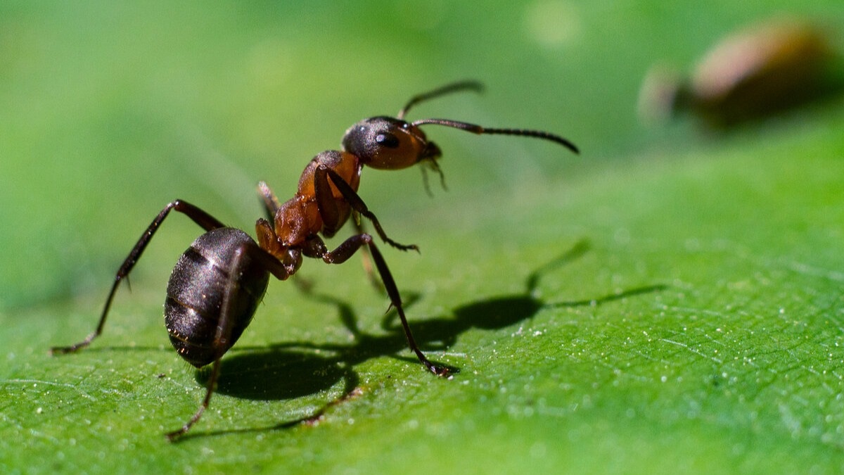 Хитроумная ловушка для муравьев