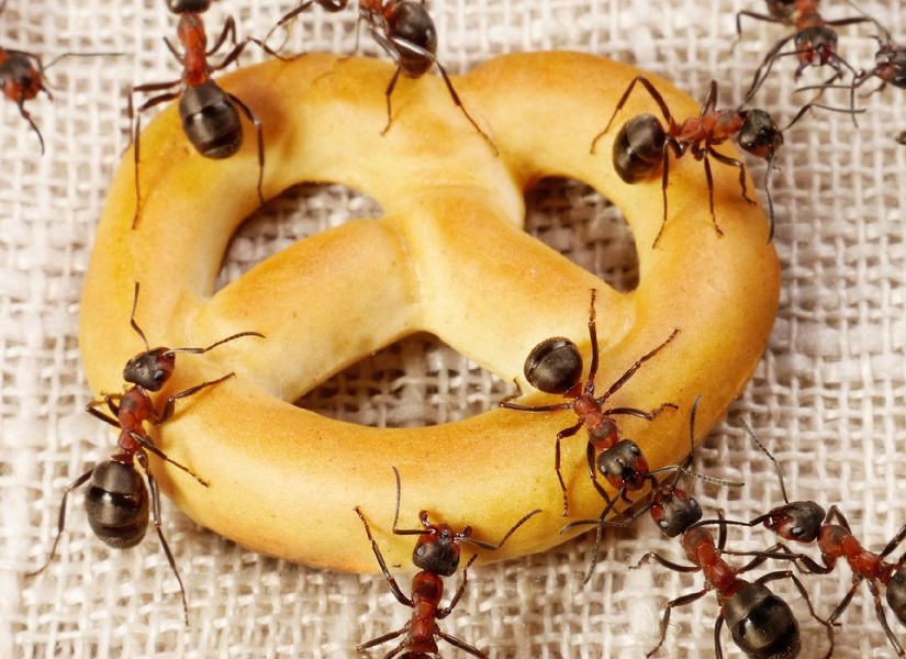 Режими активності мурах впродовж дня