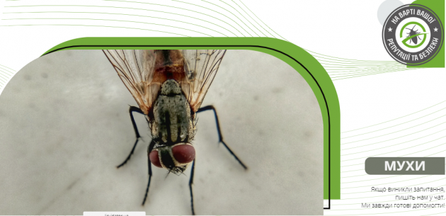 Навіщо мухи потирають лапки?