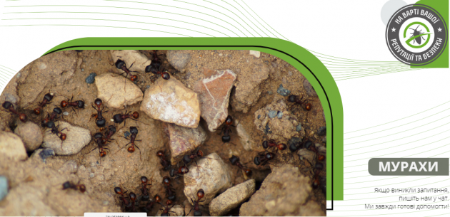 Відмінні риси видів мурах