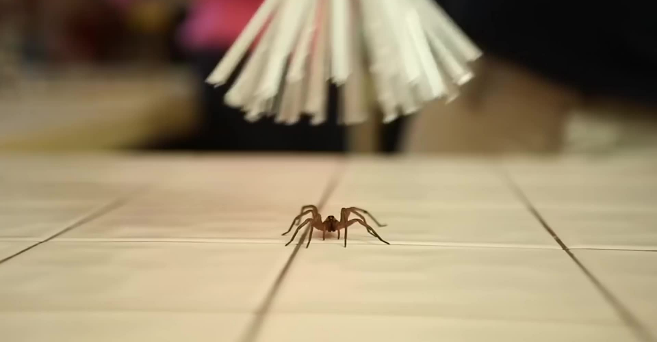 Якщо павука під час збирання засмокче в пилосос, чи зможе він вибратися назовні?