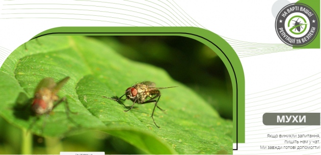 Чому мухи живуть біля людей