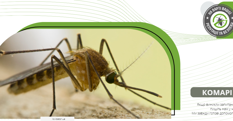 Комари відомі ще з тріасового періоду – це 400 мільйонів років тому