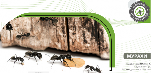 Як мурахи доглядають себе