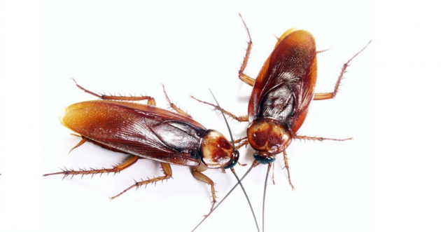 Какие есть средства для борьбы с тараканами и как избавиться от тараканов навсегда