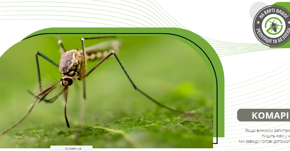 Коли закінчується сезон комарів в Україні?