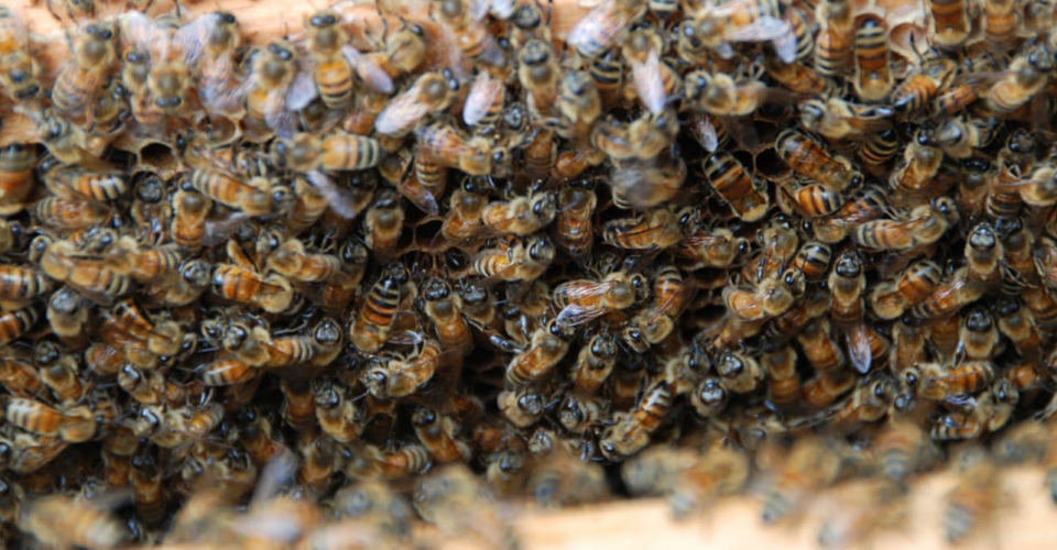 Одна бджола здатна вжалити іншу?