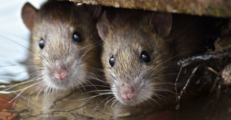 Як позбутися мишей в вашому домі цієї зими - кращі поради по боротьбі з шкідниками