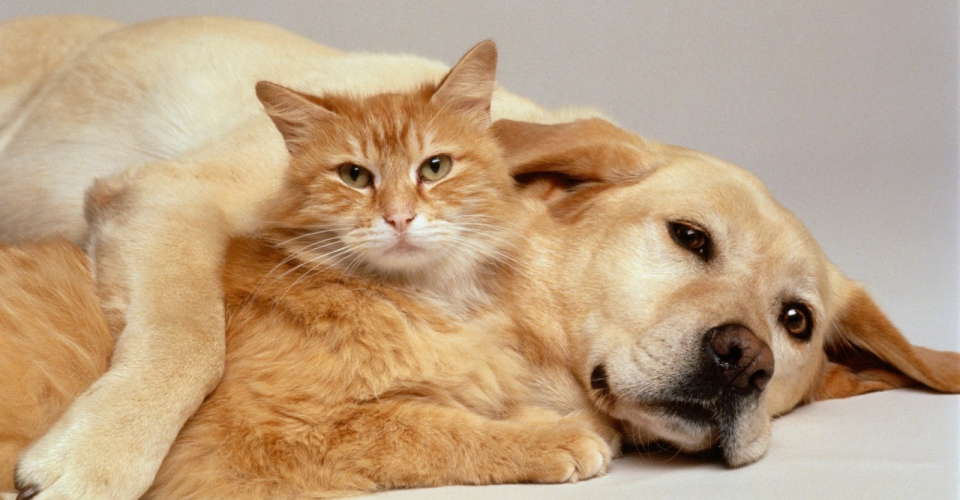 Кішки і собаки переносять бліх з високим рівнем хвороботворних бактерій