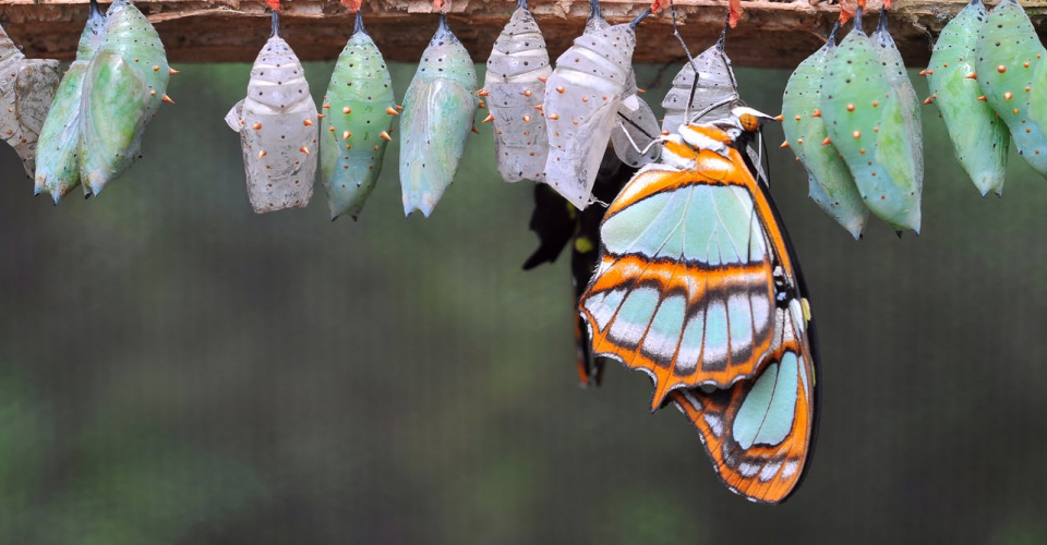 Чи пам'ятають метелики, що були гусеницями?