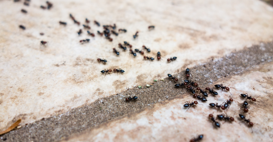 Чому мурахи повзають по одній лінії?
